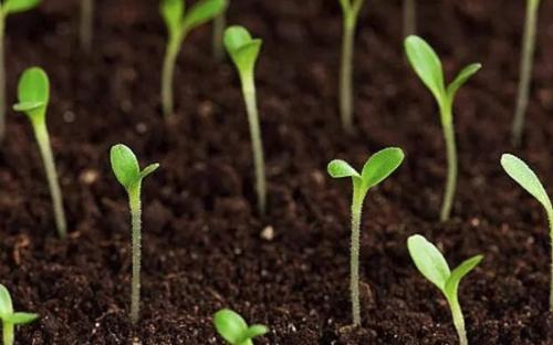 土壤養(yǎng)分速測(cè)儀 土壤養(yǎng)分速測(cè)儀