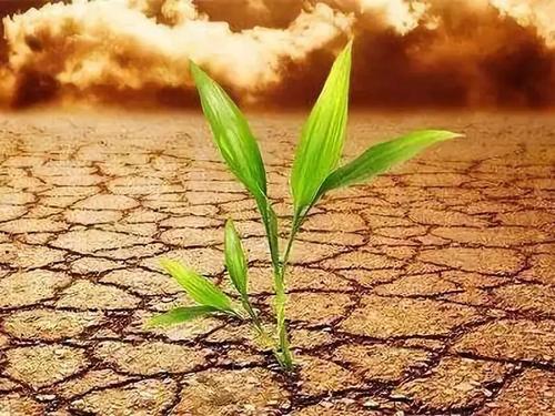 土壤養(yǎng)分測試儀 土壤養(yǎng)分測試儀